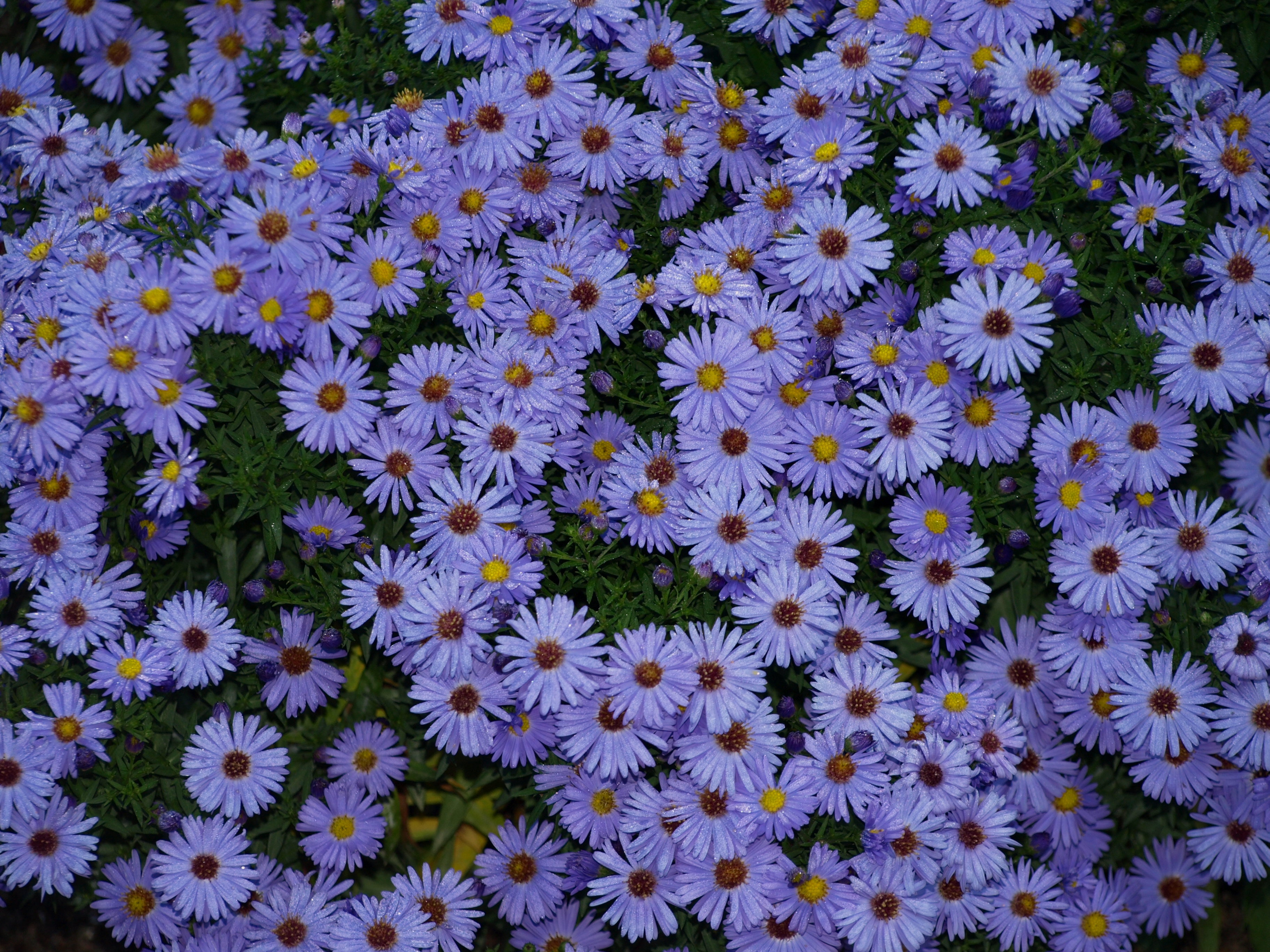 Passion Vivaces Aster dumosus Professor Anton Kippenberg plante vivace godet bleu lavande
