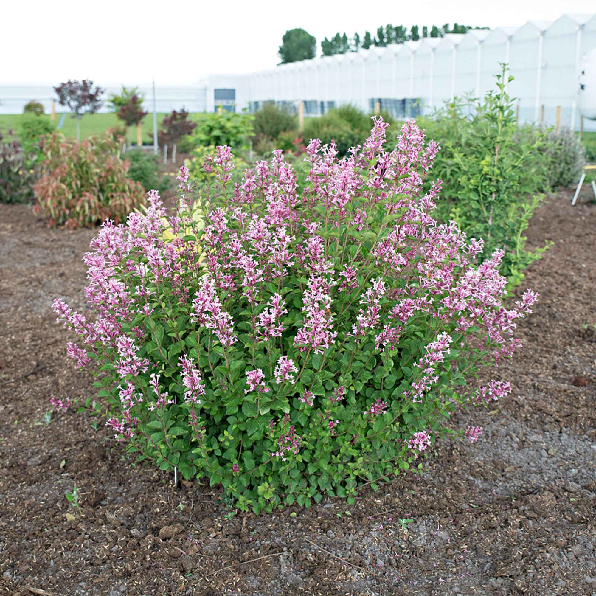 Bakker Pink Parfume lilas nain pot 3L rose remontant