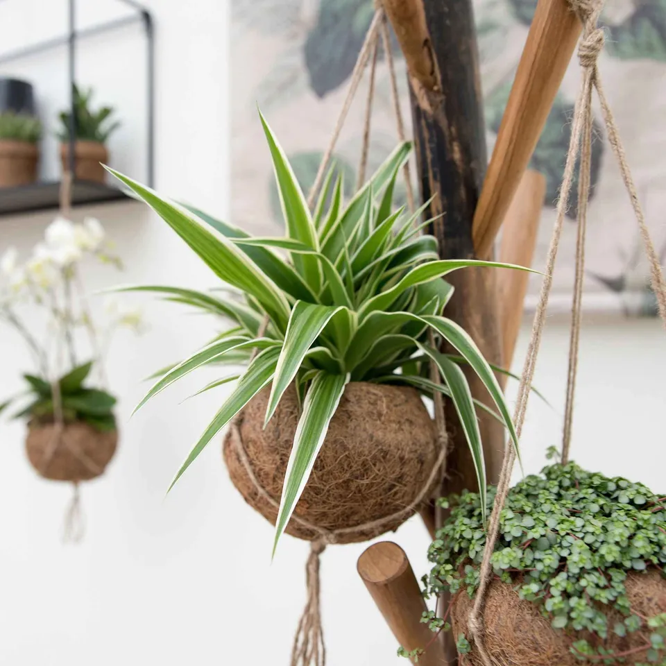Bakker Chlorophytum pot coco plante araignée 20-30cm