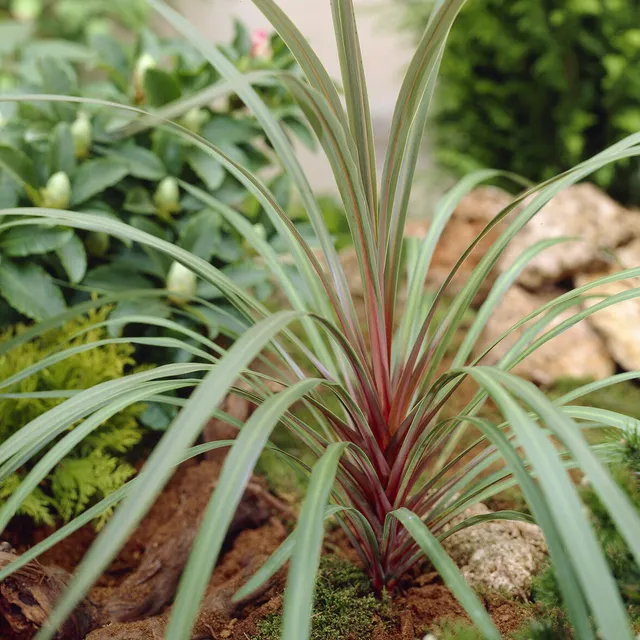 Bakker Cordyline australis Sundance arbuste pot 9cm rose