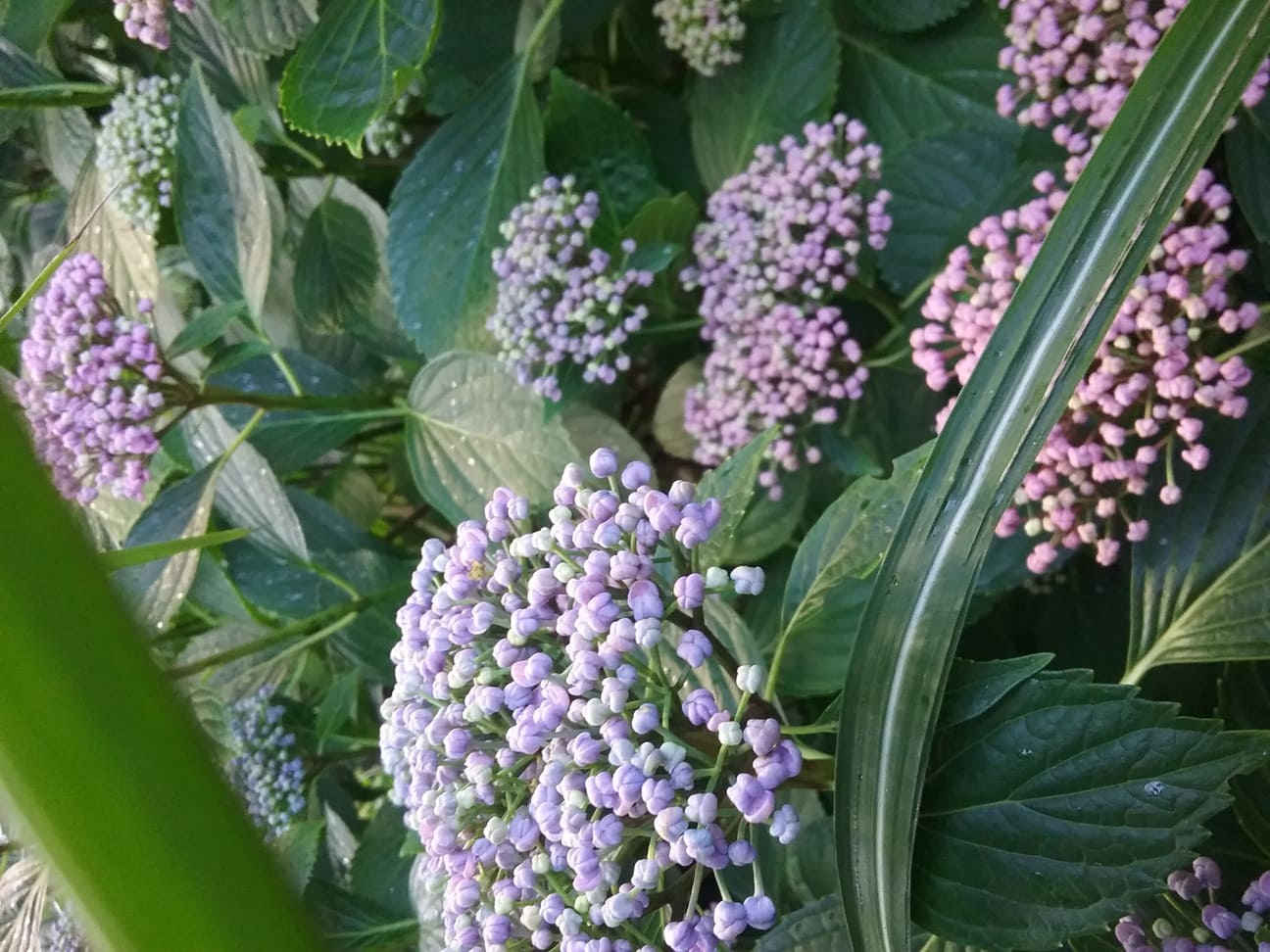 Etanin Hydrangea macrophylla hortensia fleurs plates