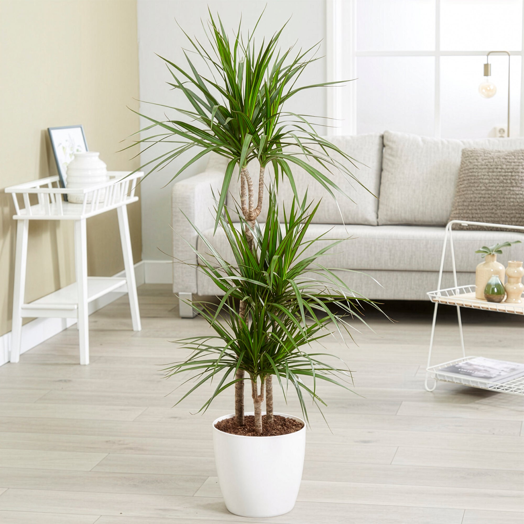 Bakker Dracaena marginata dragonnier pot 17 cm 70-90 cm
