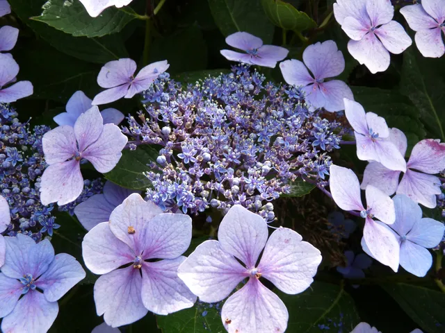 Mariesii Perfecta hydrangea macrophylla fleurs plates godet