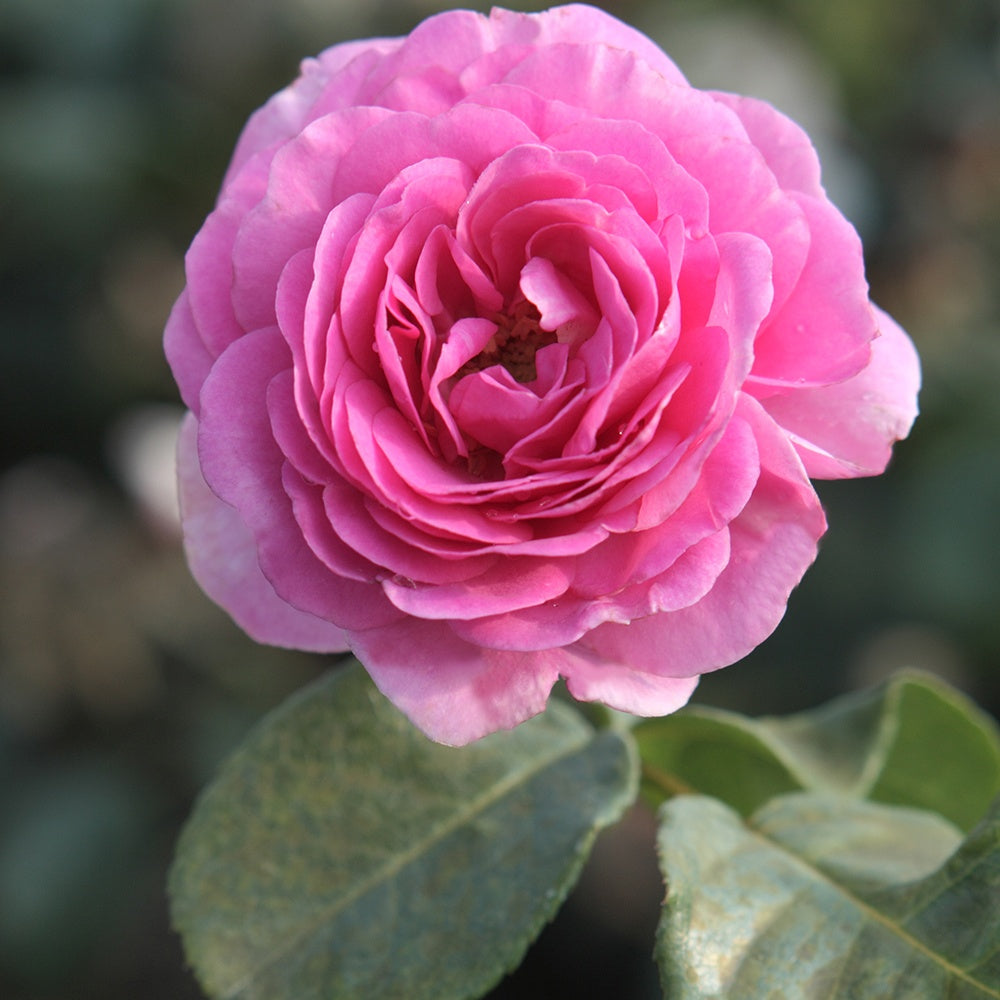 Bakker Rosier Grimpant Ozeana Pot 4L 15-40cm Rose Parfumé