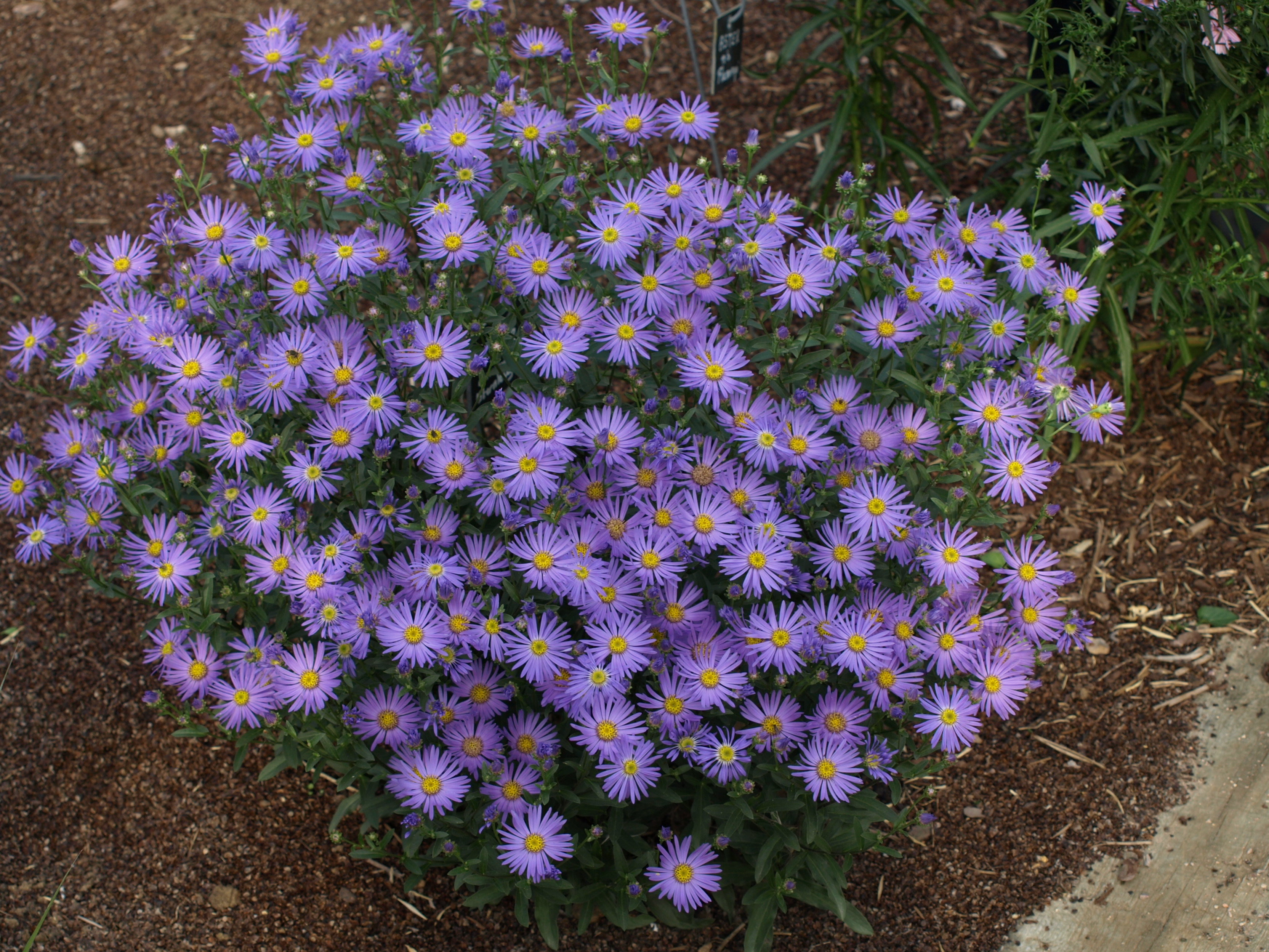 Passion Vivaces Aster amellus Sternkugel aster bleu godet
