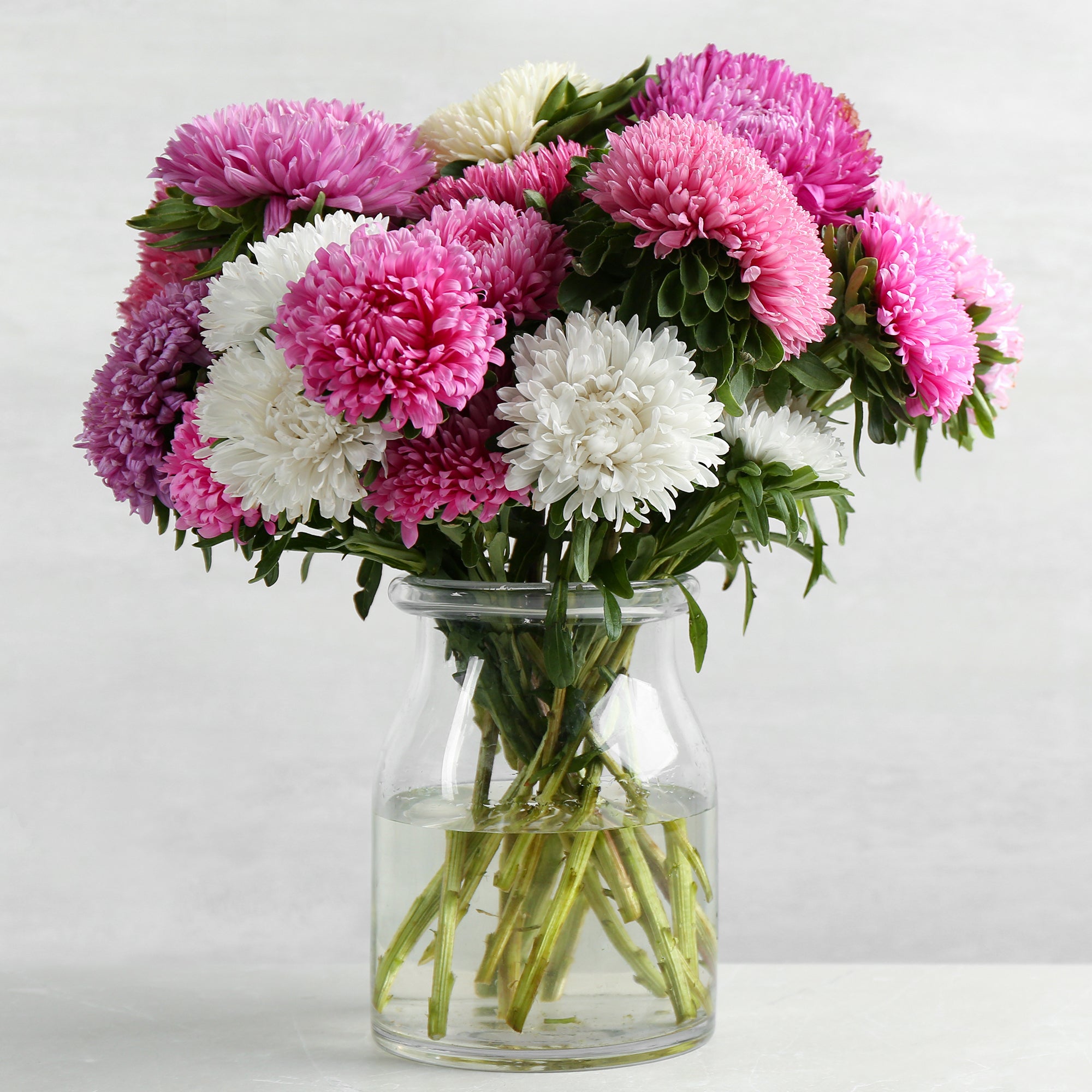 Bakker Reine-marguerite chrysanthème fleur sachet 1 g 450 graines