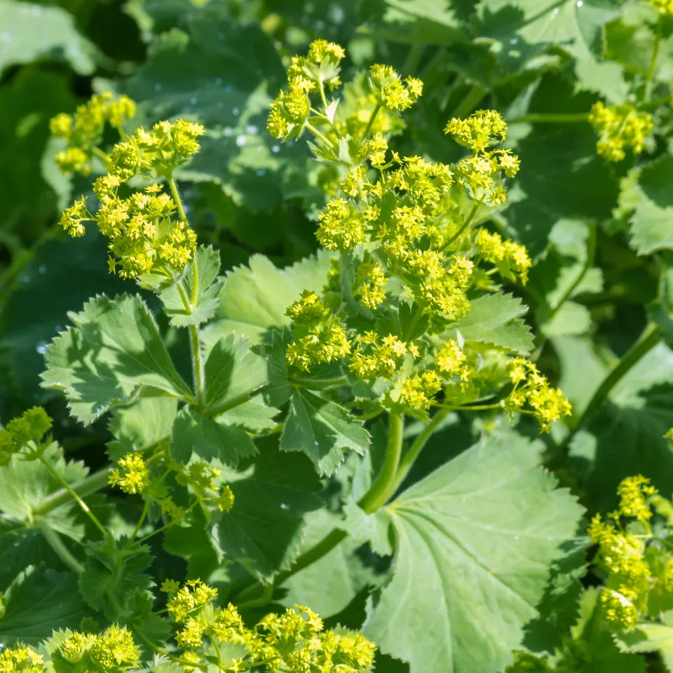 Bakker Alchemilla vulgaris vivace pot 9cm fleurs jaunes