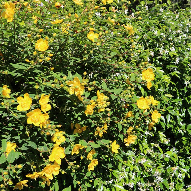 Bakker Millepertuis Hidcote arbuste pot Ø 9cm fleurs jaunes