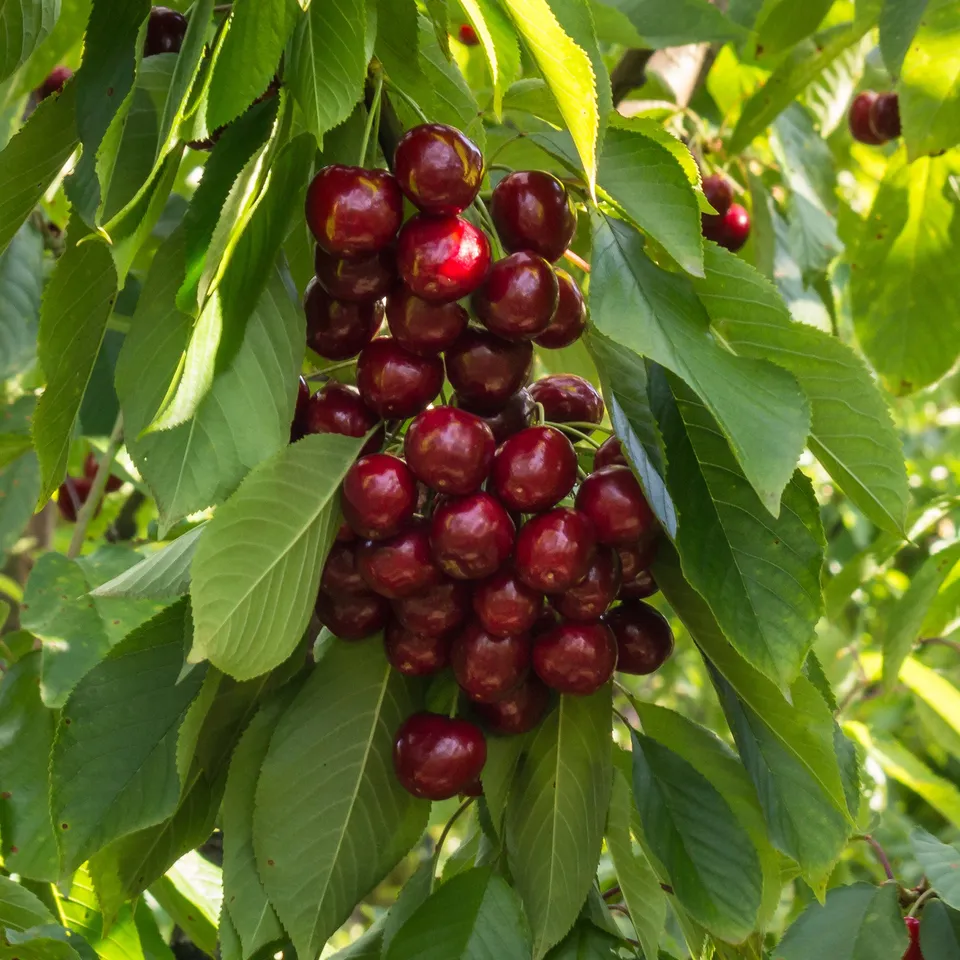Bakker Cerisier Stella autofertile fruitier pot 5 L cerises sucrées