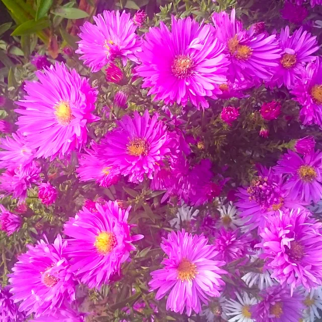 Passion Vivaces Aster Double Rose d'Anjou plante vivace godet