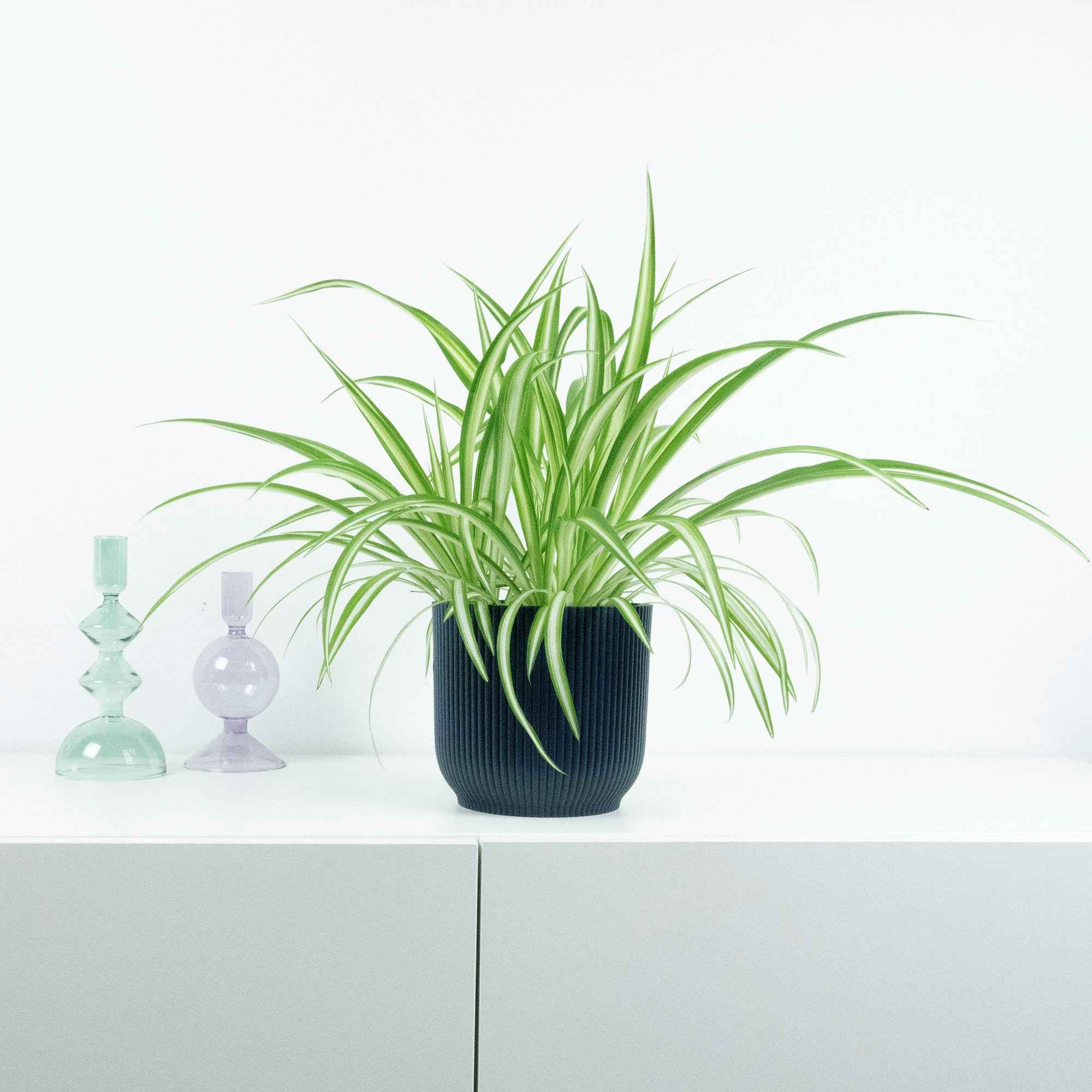 Bakker Plantes d'intérieur Chlorophytum Vittatum plante araignée pot 14cm