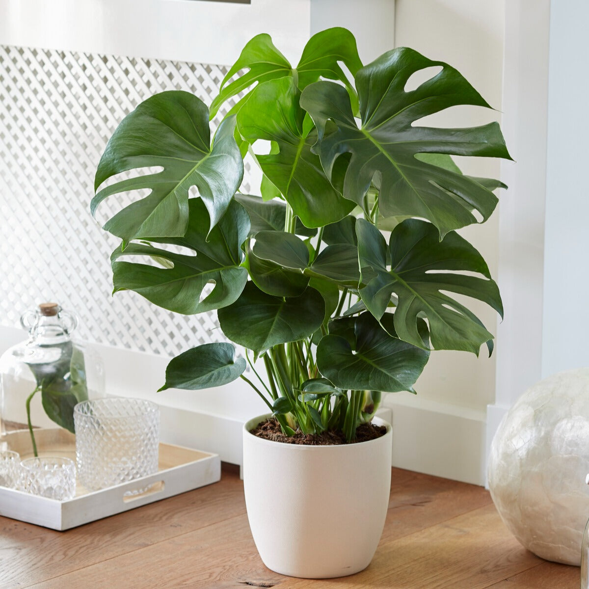Bakker Monstera deliciosa plante verte pot 17 cm 40 cm