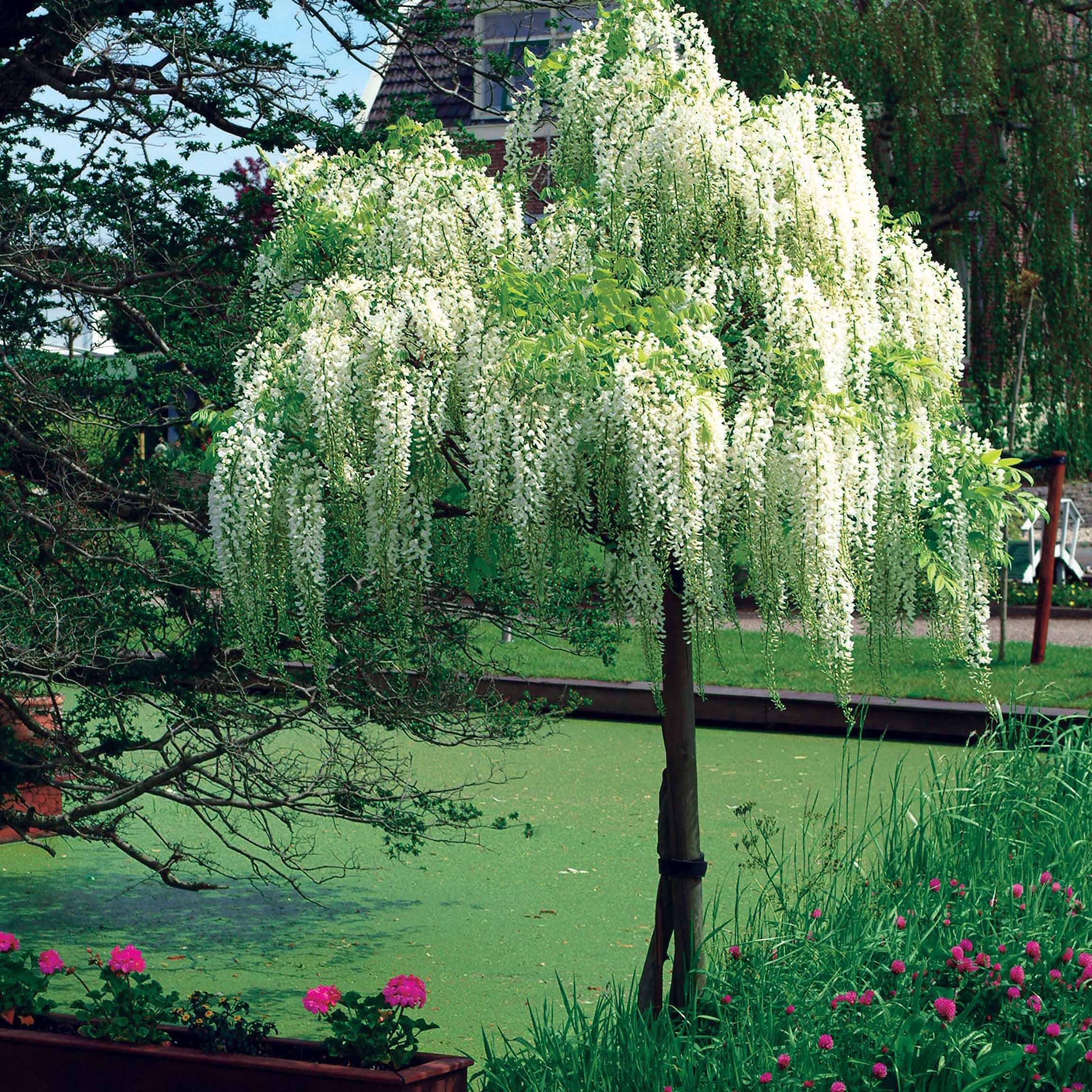 Bakker Glycine Blanche sur Tige Wisteria pot 2 L tige 50 cm