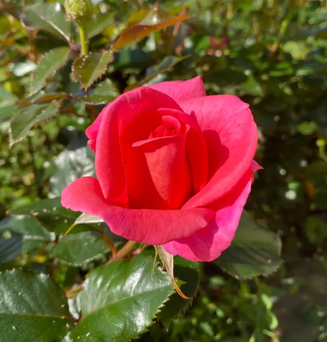 Michel Adam Marcelle Marchand rosier buisson godet rose nacré