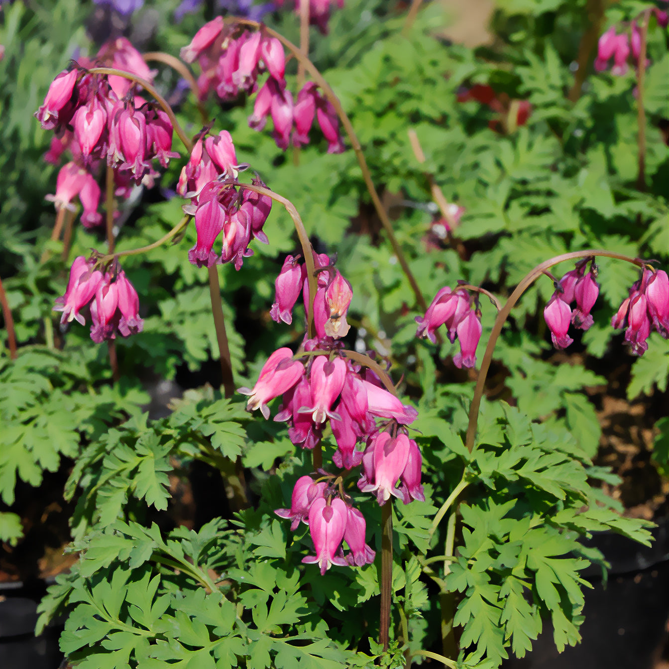 Bakker Vivaces Coeur de Marie Luxuriant fuchsia pot 8cm