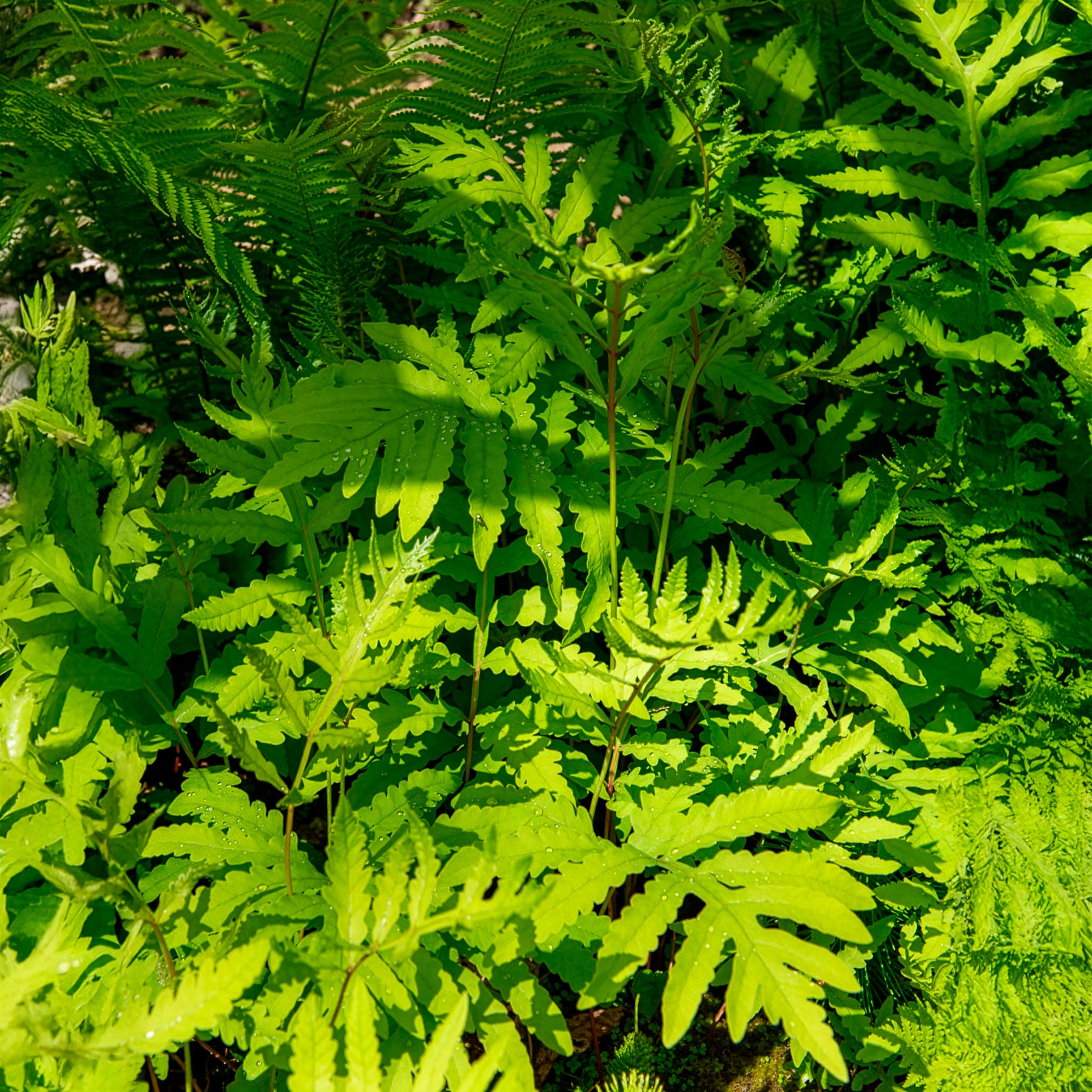 Bakker Onoclea fougère vivace pot Ø9cm ombre humide