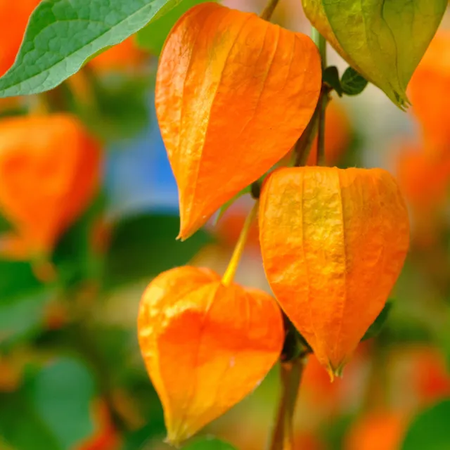 Bakker Plantes vivaces Amour en cage Franchetii plante pot 8cm orange