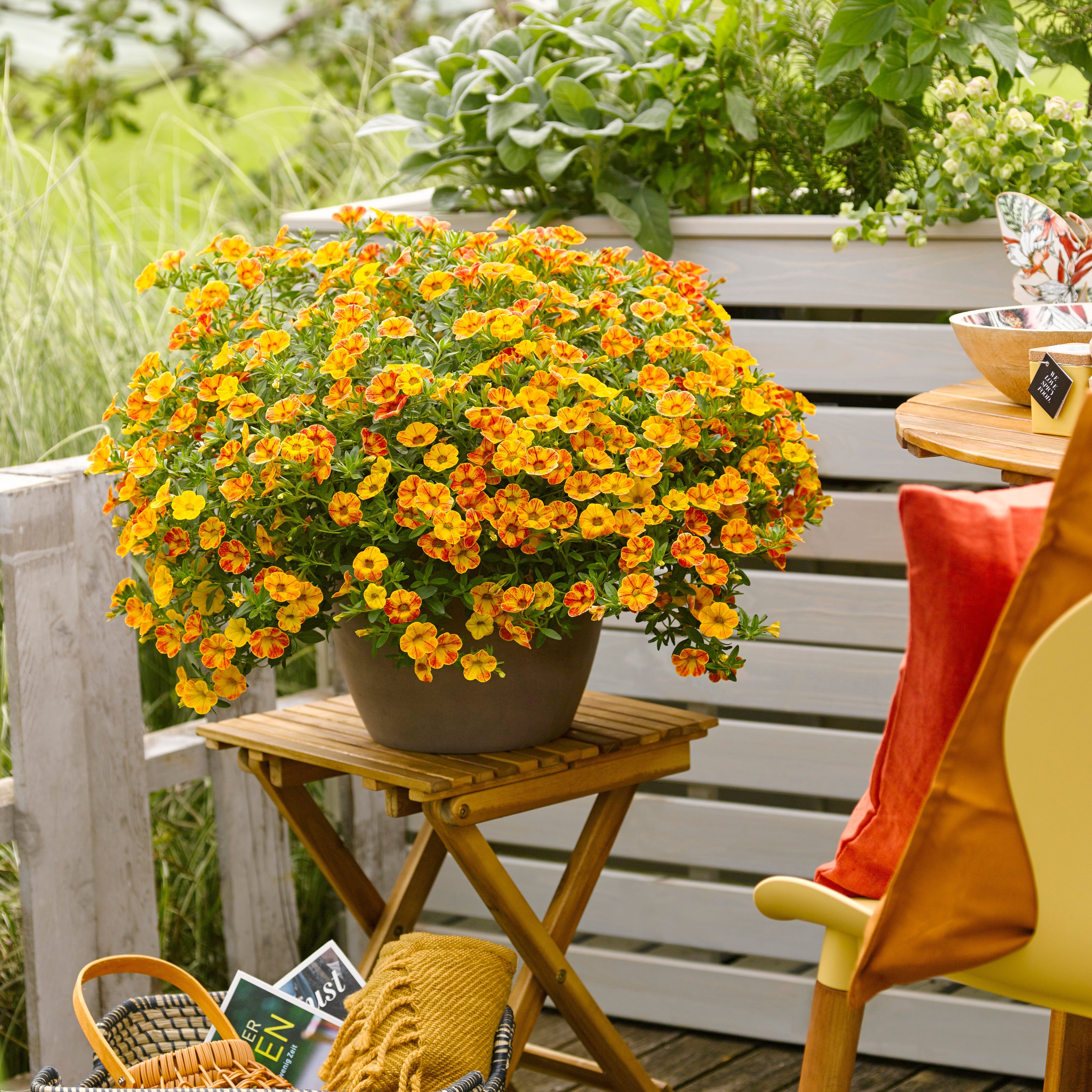 Bakker Mini-pétunias jaunes/rouges plante terrasse 3 pots Ø10,5cm