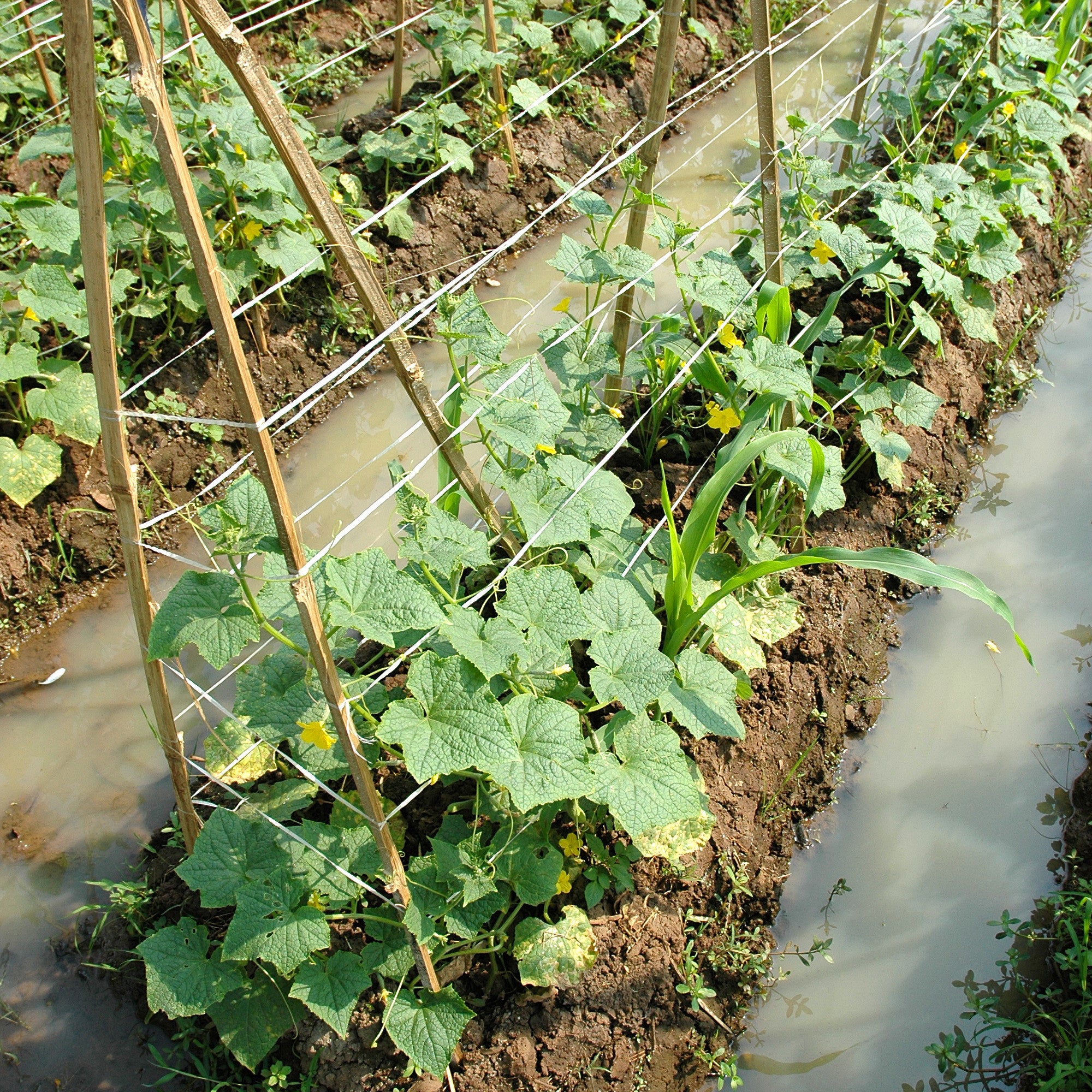 Bakker Potager Concombre Vert long graine sachet 3g