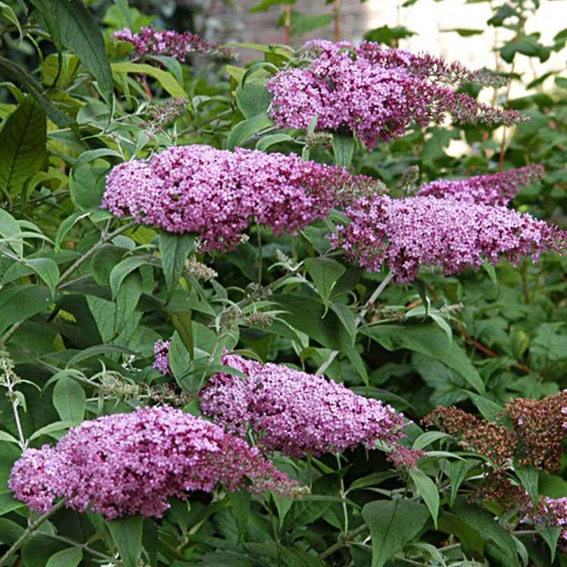 Bakker Pink Delight buddleia arbuste pot 2L 40-50cm rose