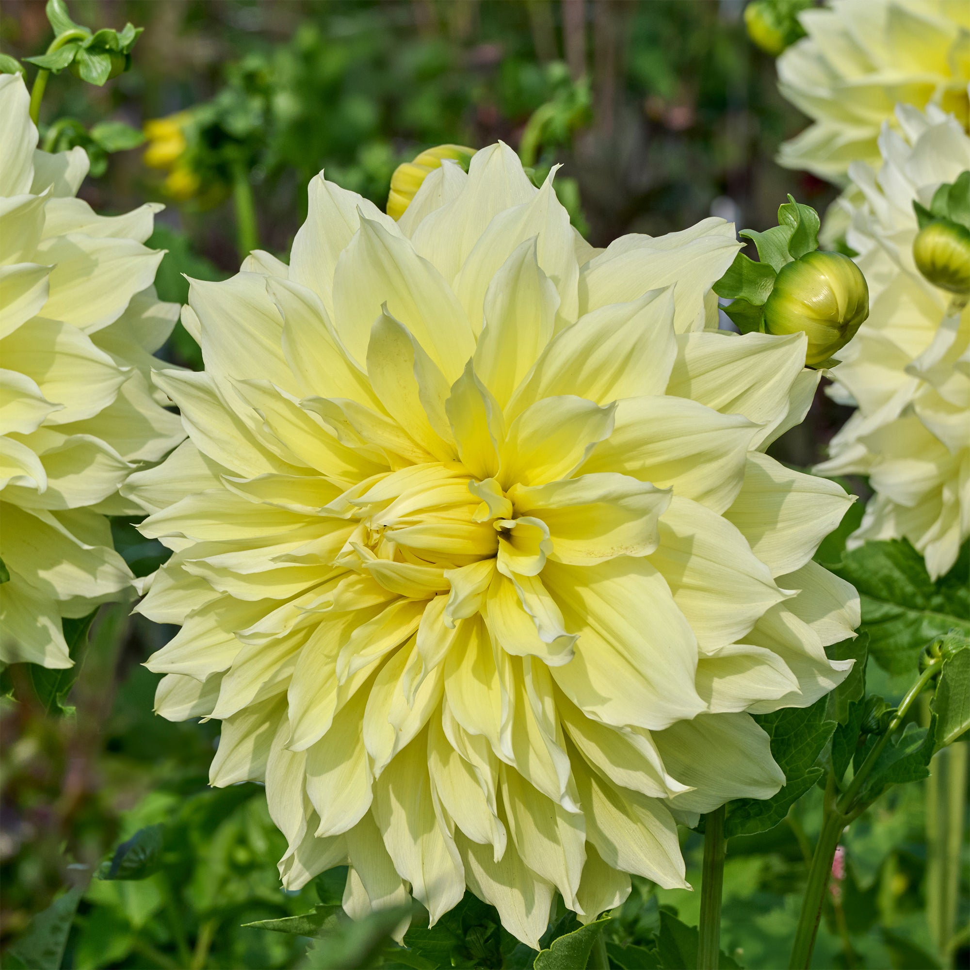 Bakker Bulbes Dahlia Kelvin Floodlight jaune sachet 3 bulbes