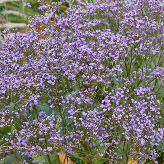 Bakker Statice Vivace fleur violette pot 9cm bouquets secs