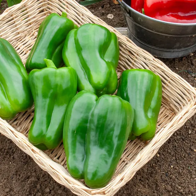Bakker Potager Poivron Lamuyo F1 graines sachet 0,5g charnu