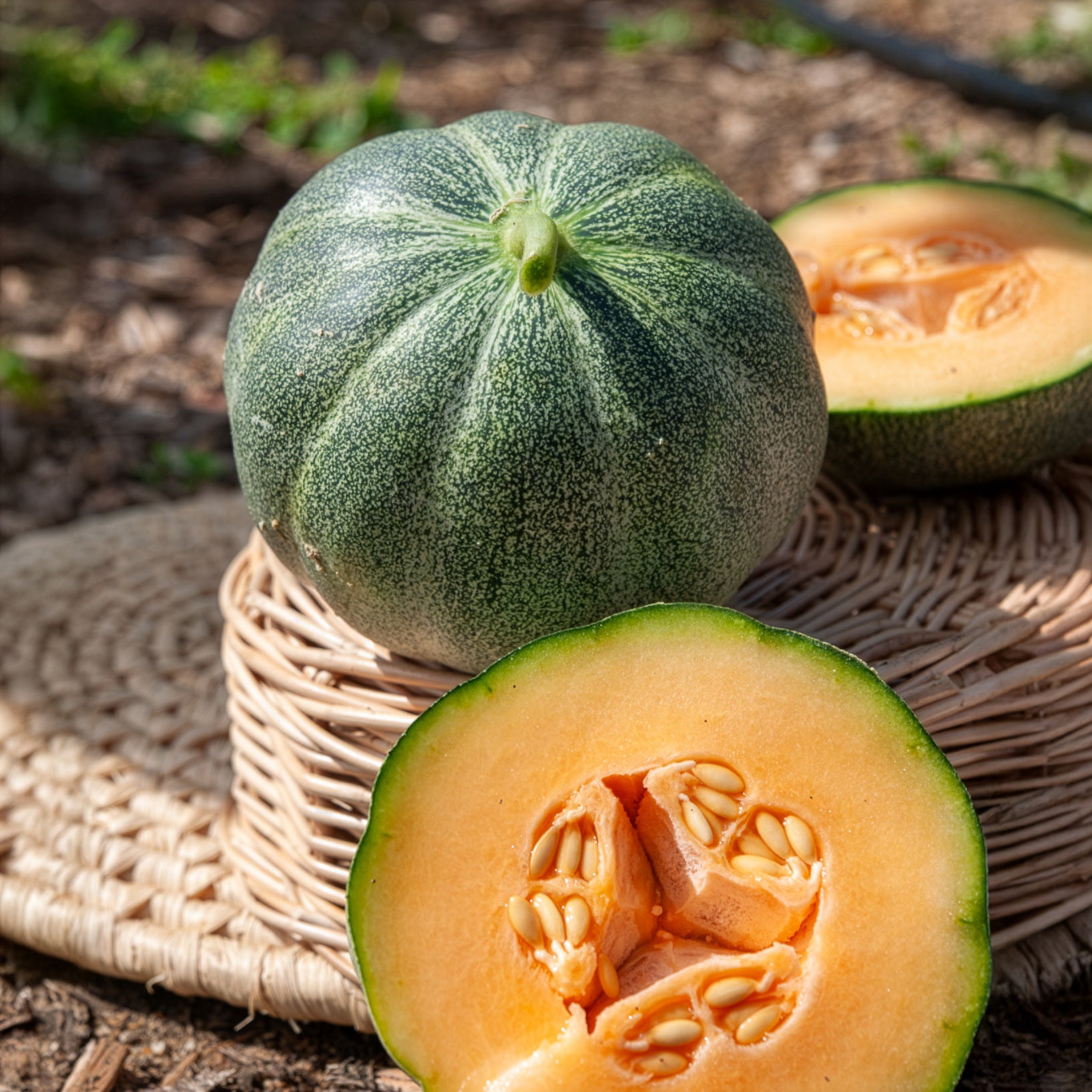 Bakker Melon Petit Gris de Rennes graines sachet 1g sucré