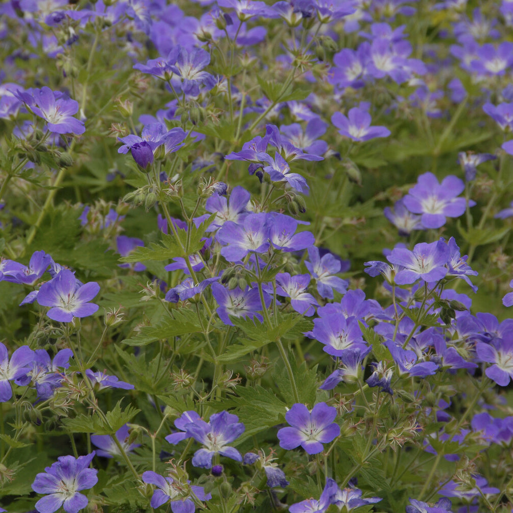Bakker Géranium Mayflower vivace violet pot Ø 9cm