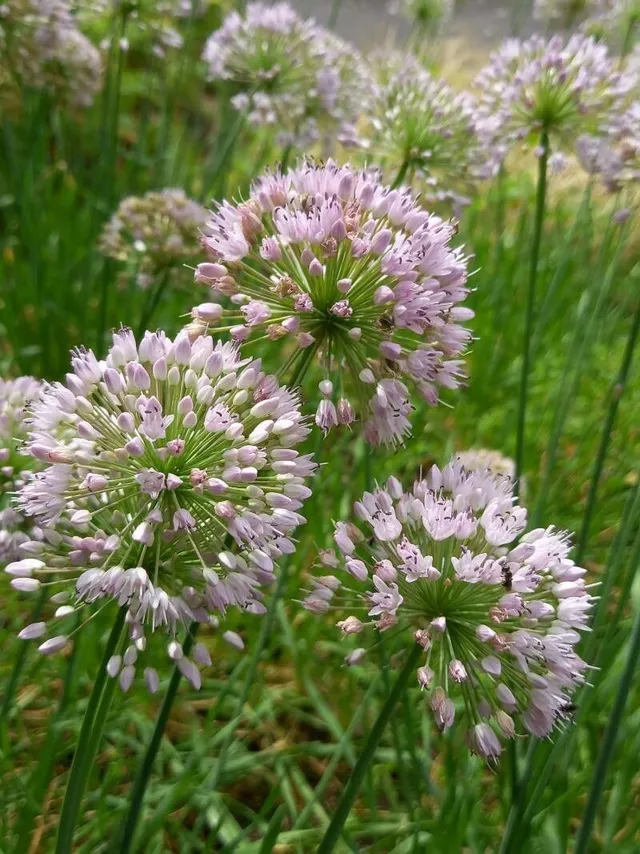 Passion Vivaces ALLIUM nutans Caroline vivace rose lilas