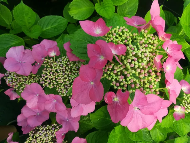 Les Hortensias du Haut Bois King Fisher hortensia fleurs plates jardin