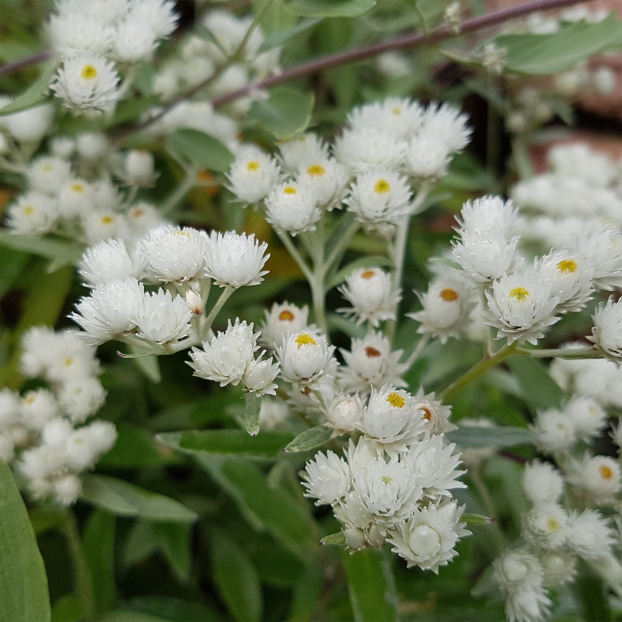 Bakker Vivaces Immortelle d'argent Neuschnee pot 9cm