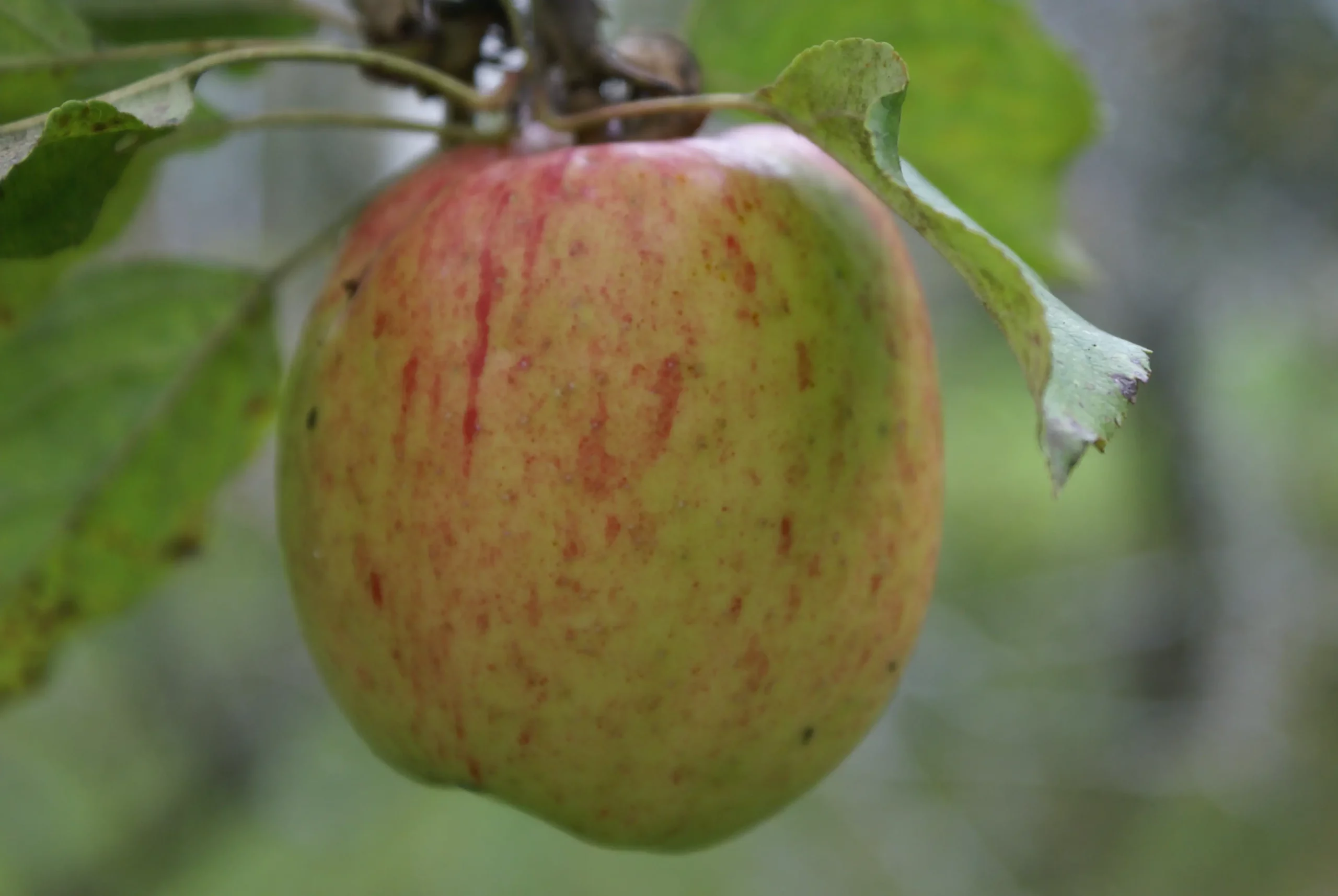 Michel Adam Calville Rouge d’Hiver pommier pomme à couteau
