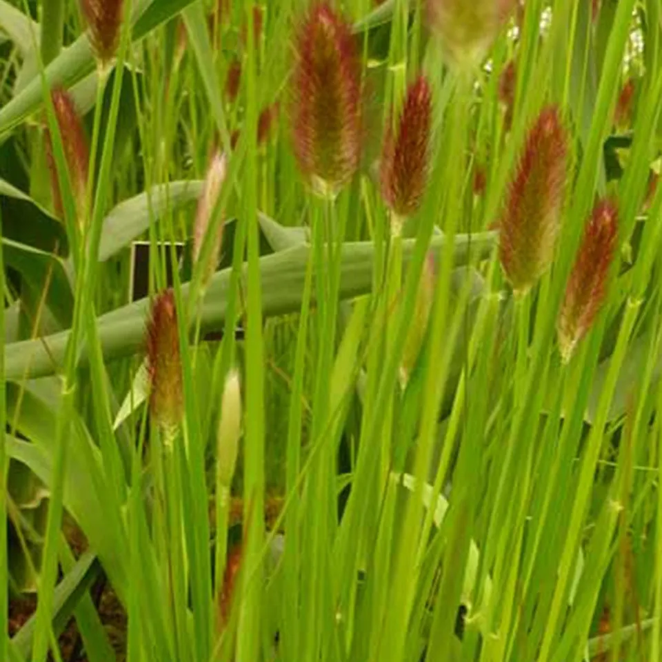 Bakker Herbe aux écouvillons Red Buttons graminée pot 8cm