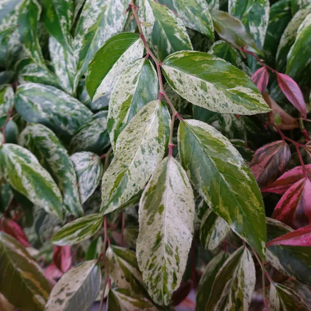 Bakker Leucothoe Rainbow arbuste persistant pot 2L 25-30cm