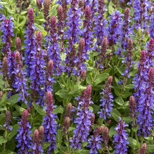 Bakker Sensation Deep Blue sauge des bois pot Ø11cm violet
