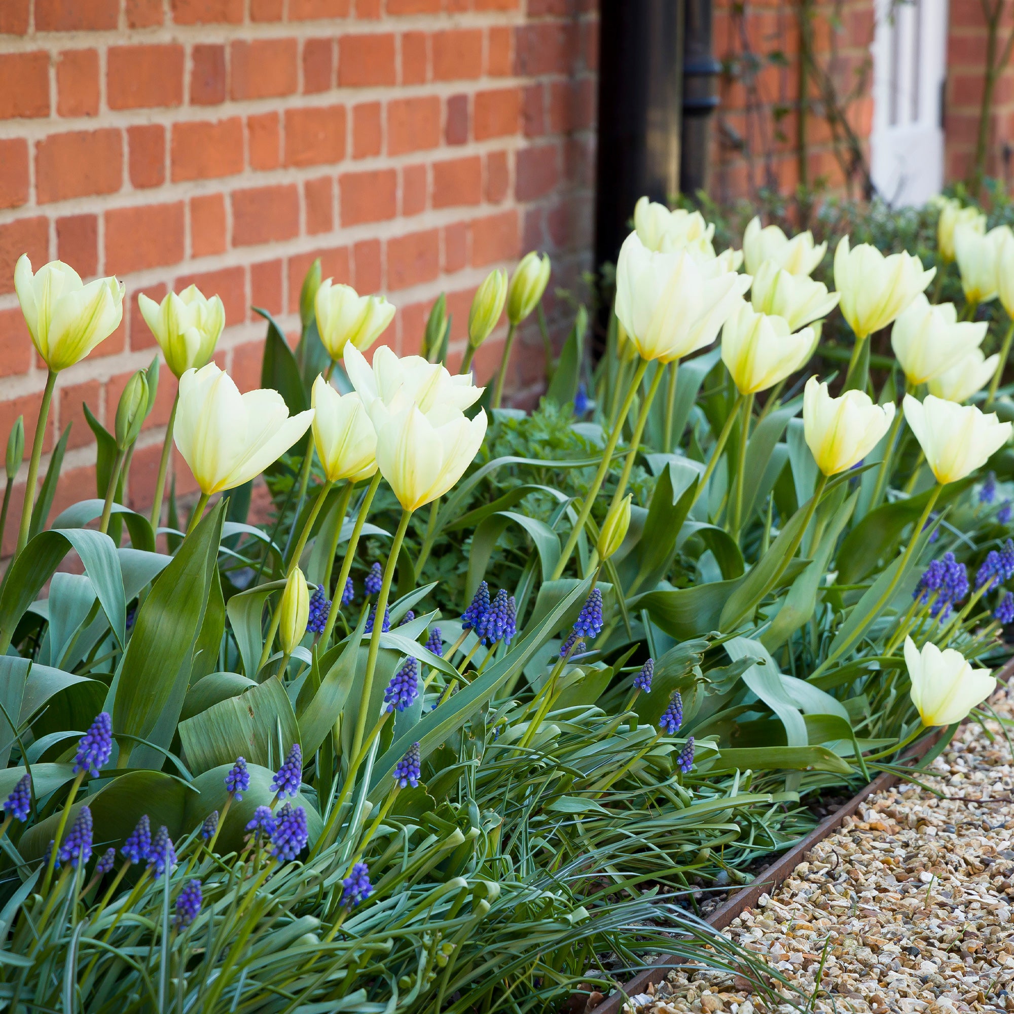 Bakker Tulipes Fosteriana Purissima sachet 10 bulbes blanc