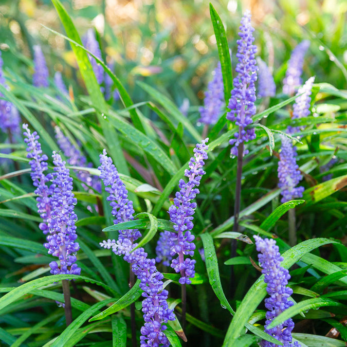 Bakker Liriope muscari vivace pot Ø 9 cm violet