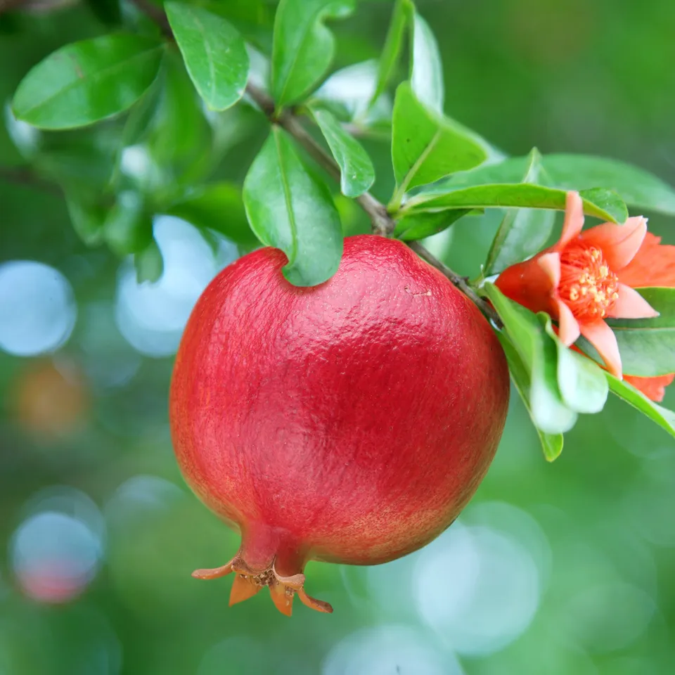 Bakker Grenadier à fruits arbuste fruitier pot 15cm rouge