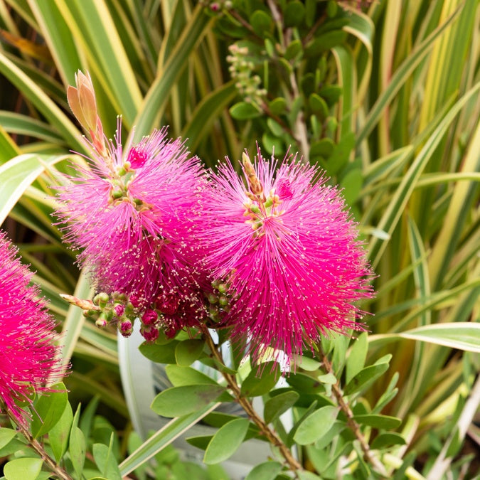 Bakker Callistemon Hot Pink rince-bouteille pot 8cm fuchsia