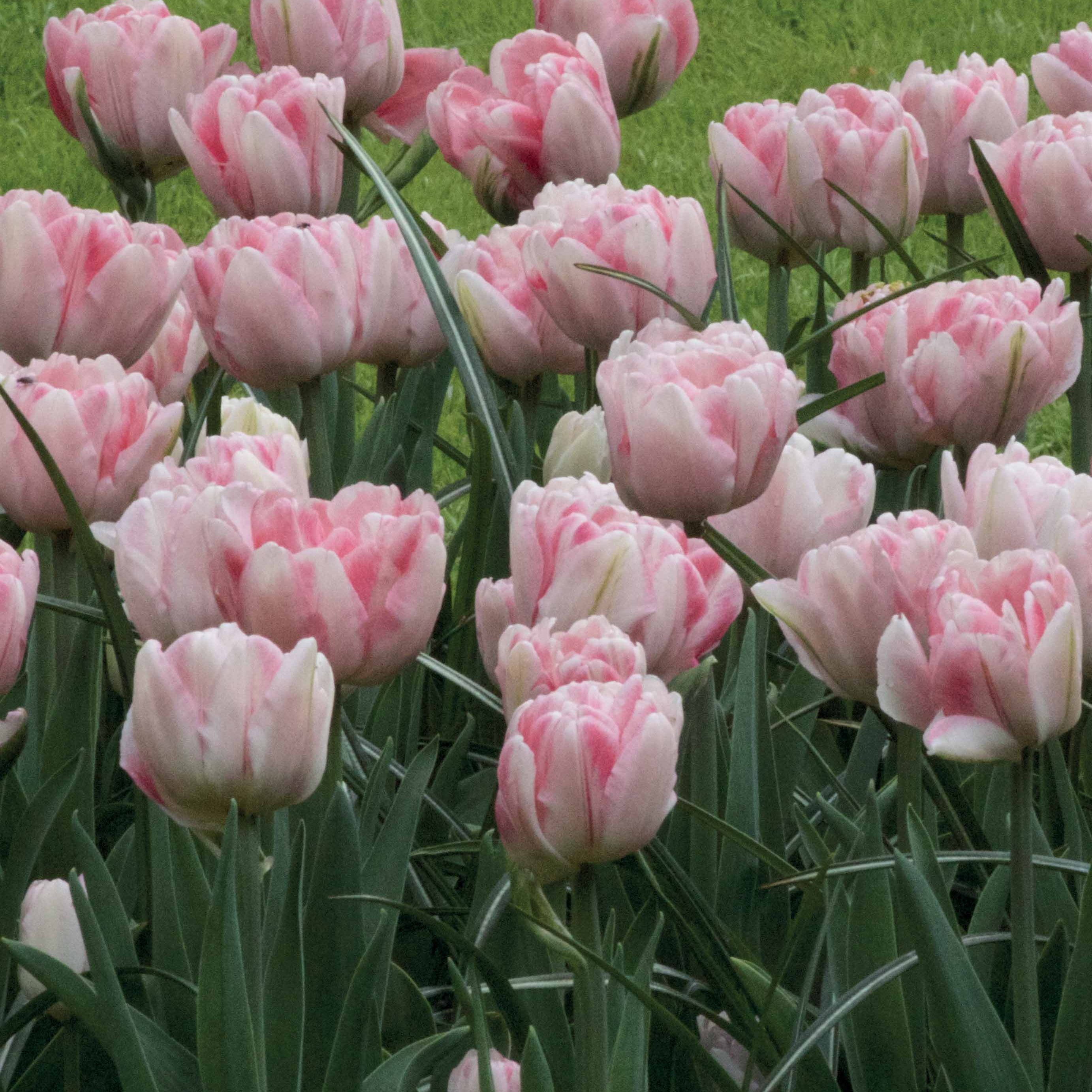 Bakker Tulipe Foxtrot pivoine rose 10 bulbes 11 cm+