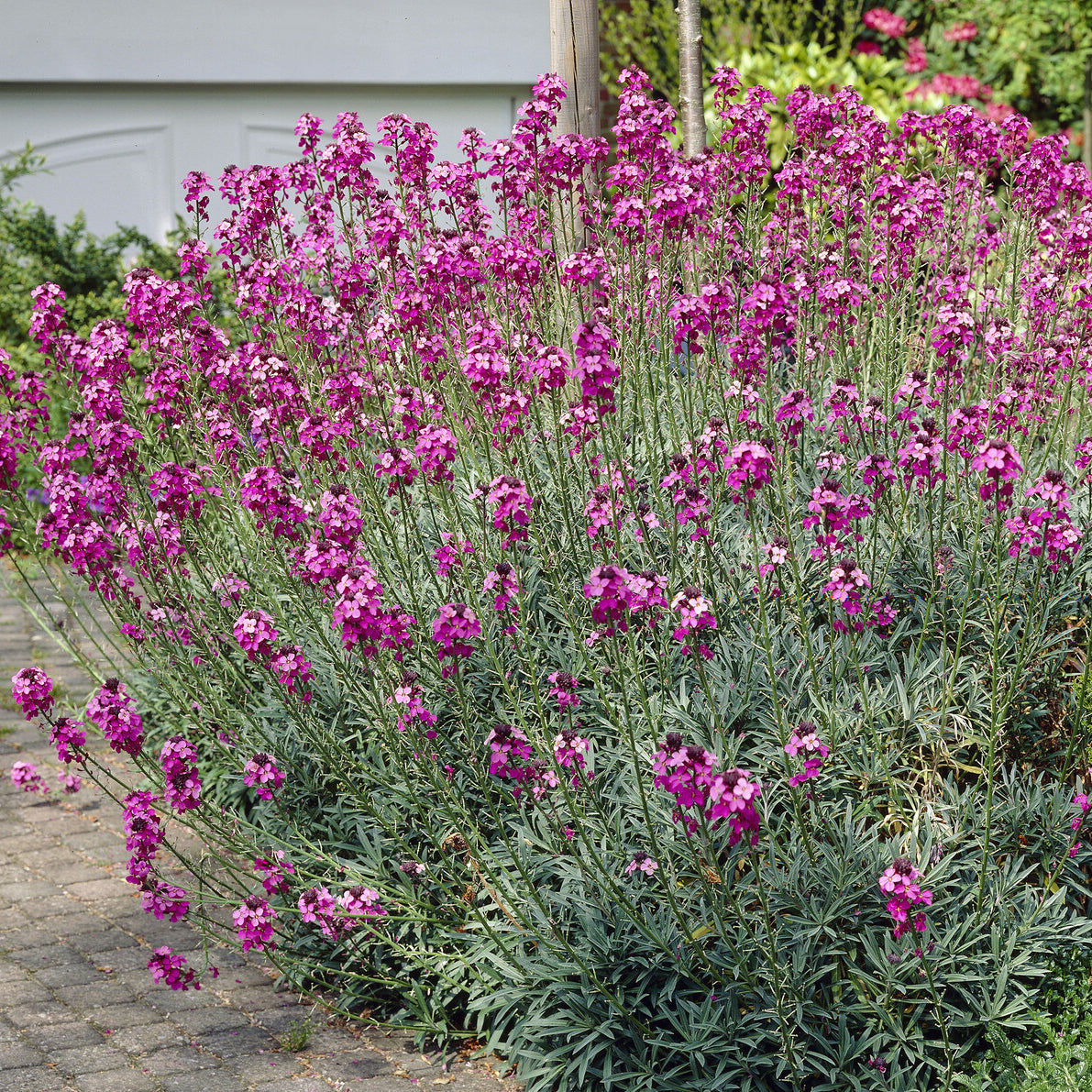 Bakker Giroflée Bowles Mauve vivace pot Ø9cm fleurs roses