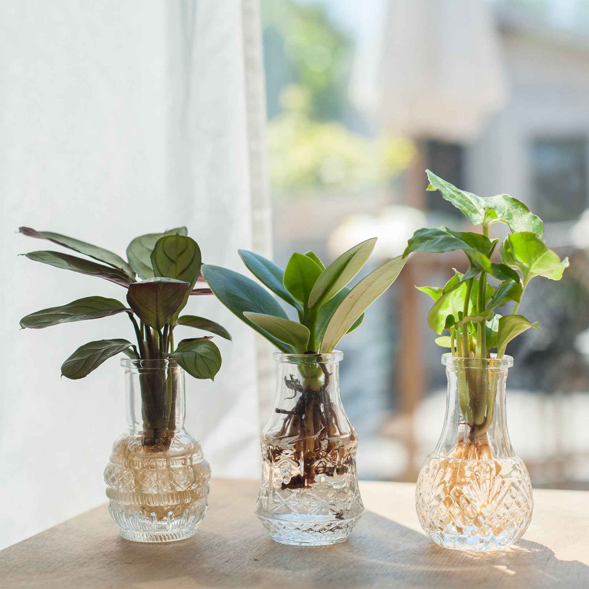 Bakker Trio Syngonium Pixie plante d'intérieur 3 racines nues