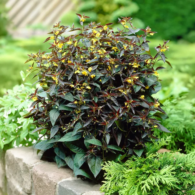 Bakker Lysimaque Firecracker vivace jaune pot 9cm pourpre