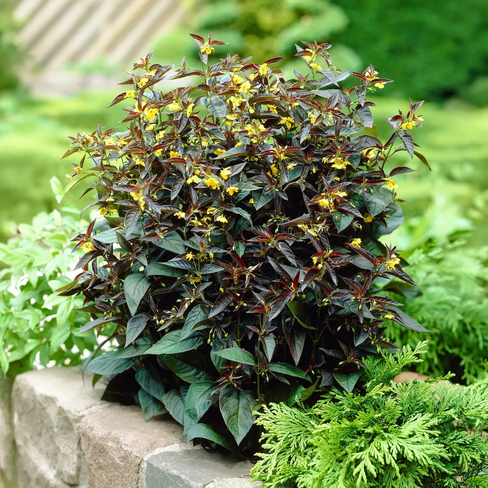 Bakker Lysimaque Firecracker vivace jaune pot 9cm pourpre