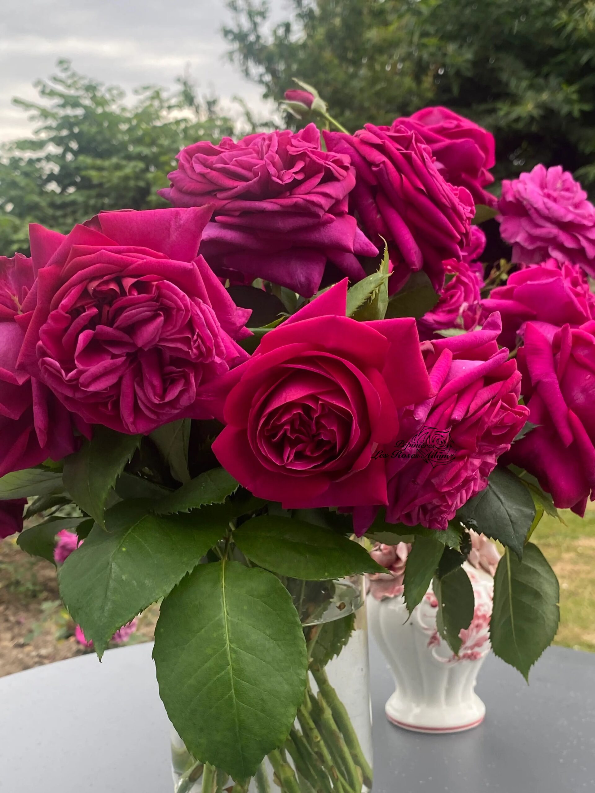 Michel Adam Parfum de Calorguen Adausix rosier buisson violet parfumé