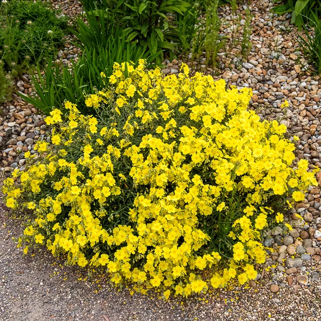 Bakker Hélianthème Wisley Primrose vivace pot 8cm jaune