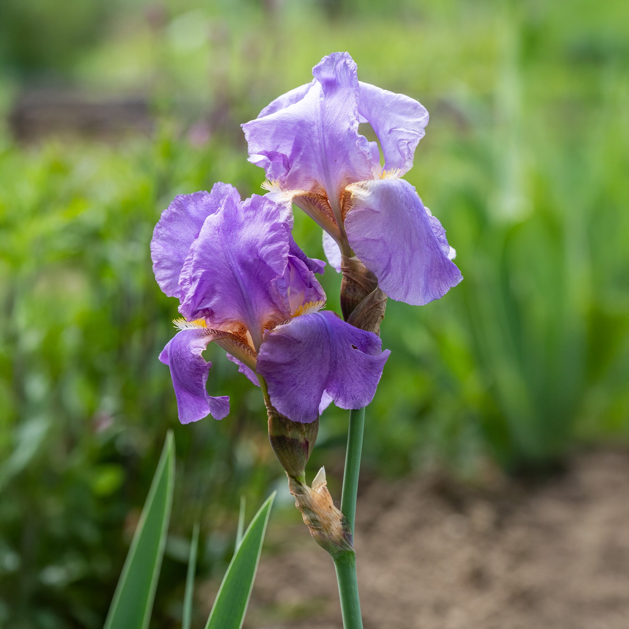 Bakker Iris Lovely Again vivace violette paquet 3 racines