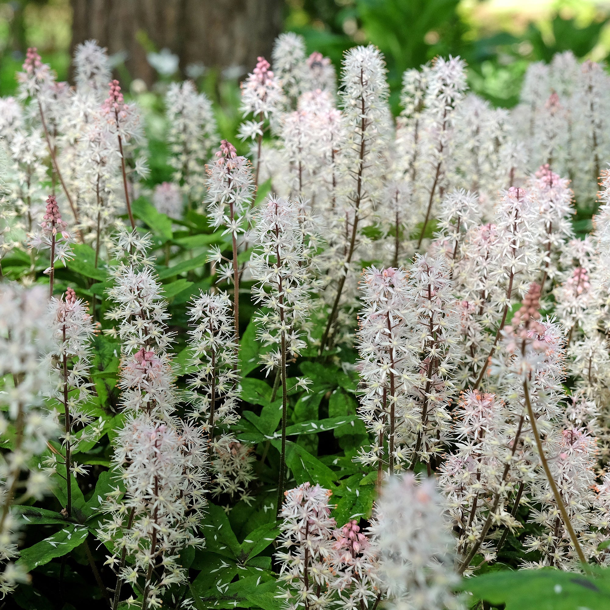 Bakker Tiarelle Spring Symphony plante vivace pot Ø 9cm blanc