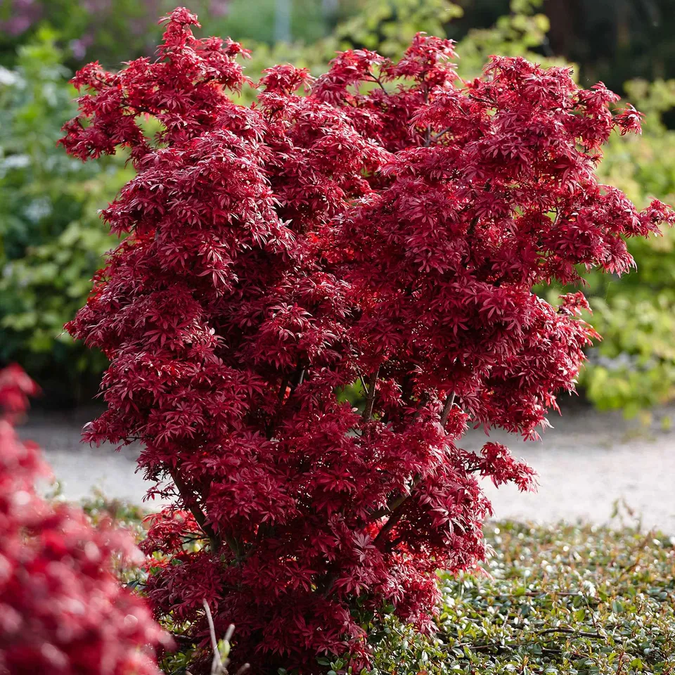 Bakker Érable du Japon Shaina arbuste pot 2L 20-30cm rouge